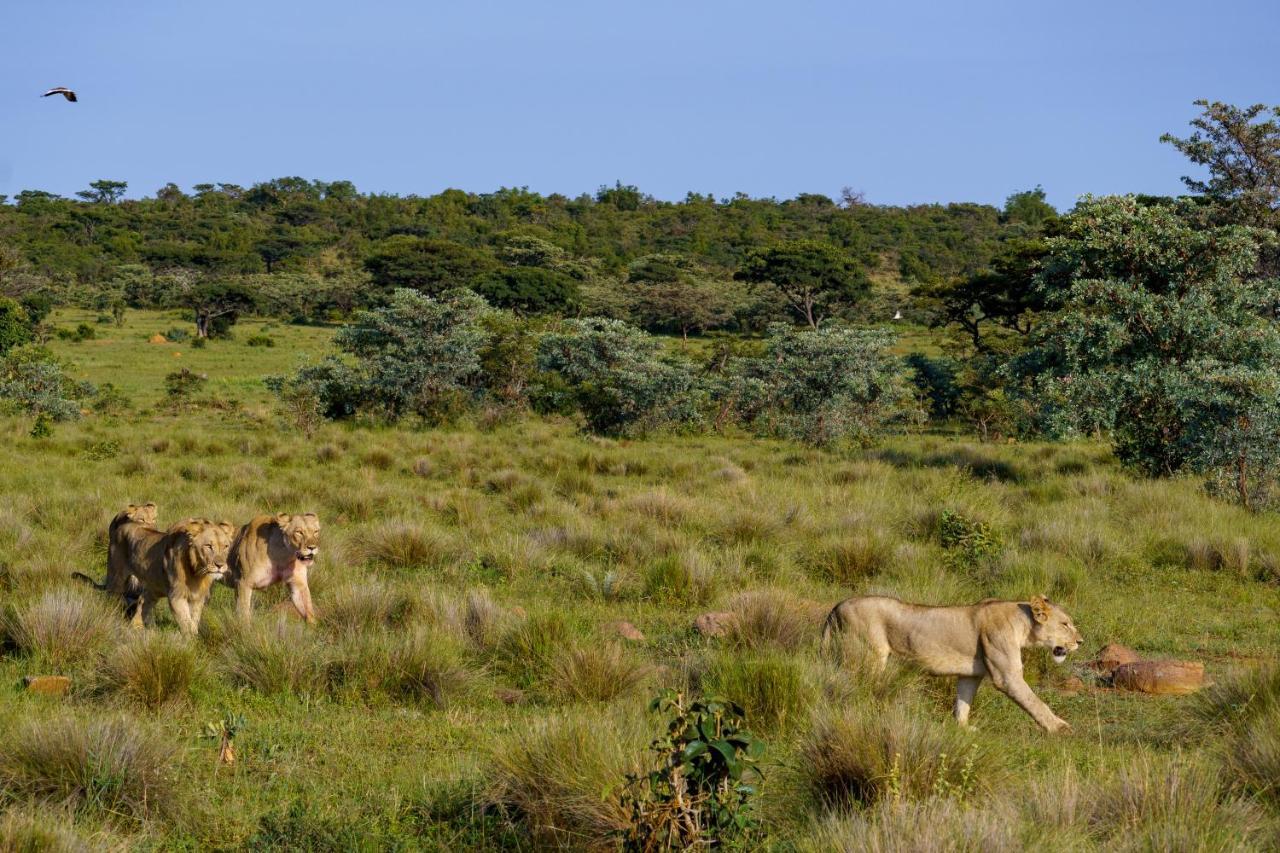 Elephants Crossing Welgevonden Game Reserve Exterior photo