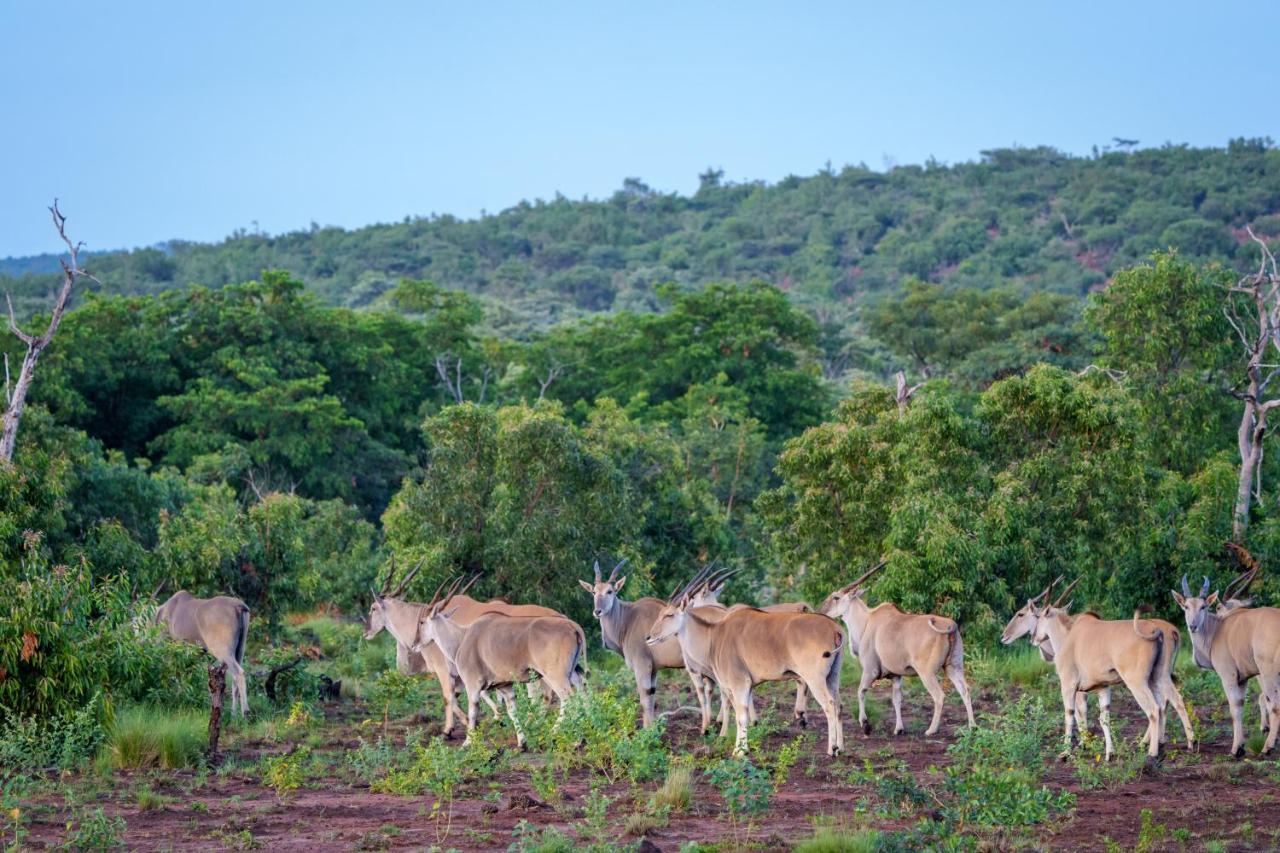 Elephants Crossing Welgevonden Game Reserve Exterior photo